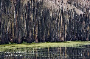 Caddo_Lake_Cypress_Curtain_web