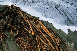 Sea-sand-and-seaweed