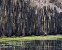 Caddo Lake