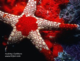 Red-starfish_web