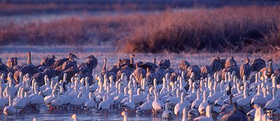 Dawn-geese-and-cranes