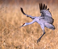 Landing-Sandhill-in-cornfield