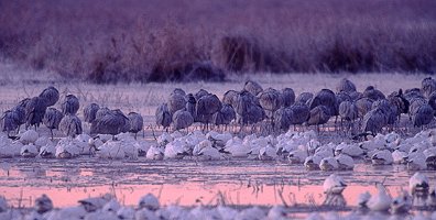 Purple-Dawn-geese-and-cranes