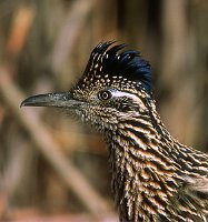 RoadRunner-Portrait