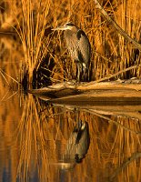 Sunset-Heron