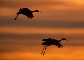 Sunset-Sandhills