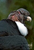 Andean-Condor-SAZ_e