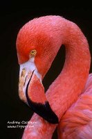 Flamingo_S_web