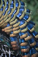 Ocellated_Turkey_Feather_detail_web