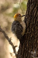 Woodpecker-fuzzball