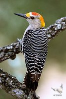 Woodpecker