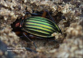 2009-11-08-Carabus-auronitens-1