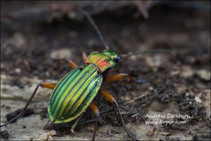 2009-11-08-Carabus-auronitens-2