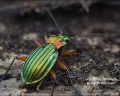 Carabus auronitens