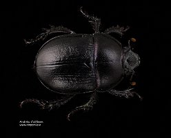 2010-07-26-Geotrupes-stercorarius