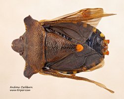 2009-07-25-Pentatoma-rufipes-dorsal