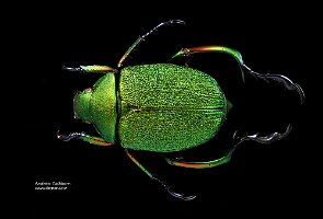 2011-03-01-Chrysophora-chrysochlora