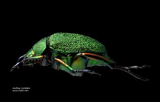 2011-03-12-Chrysophora-chrysochlora-lateral