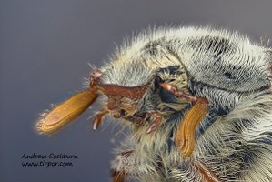 2009-06-23MayBug-hdr