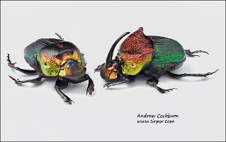 2010-01-24-Phanaeus-vindex-pair