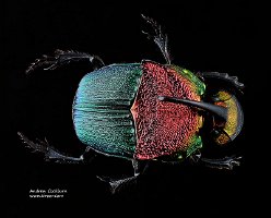 2010-07-25-Phanaeus-vindex-m