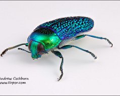 Buprestidae