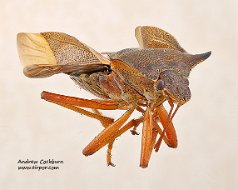 Pentatomidae