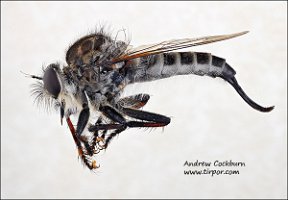 2009-09-19-Efferia-aestuans-female-lateral