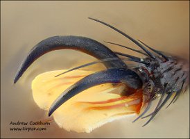 2009-09-17-Proctacanthus-philadelphicus-claw