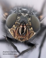 2009-05-30-Calliphora-vicina-face