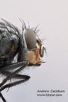 2009-05-30-Calliphora-vicina-head