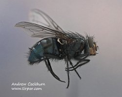 2009-05-30-Calliphora_vicina