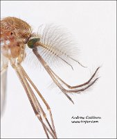 2009-09-18-Aedes-punctor-head