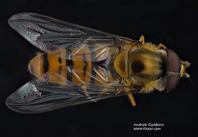 2009-07-02-Episyrphus-balteatus-dorsal