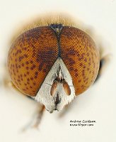 2009-08-20-Eristalinus-aeneus-face