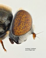 2009-08-20-Eristalinus-aeneus-profile