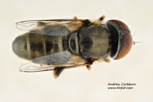 2009-08-20-Eristalinus_aeneus-dorsal