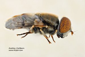 2009-08-21-Eristalinus_aeneus-lateral