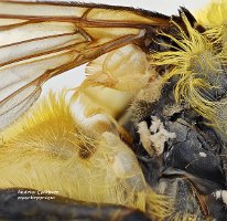 2009-07-19-Myathropa-florea-armpit