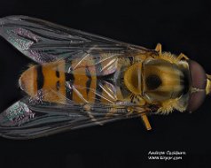 Episyrphus balteatus