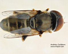 Eristalinus aeneus