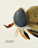 2009-08-20-Tabanus-nigrovittatus-f-profile