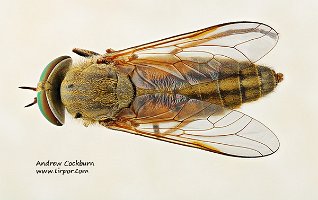 2009-08-21-Tabanus-nigrovittatus-f-dorsal