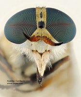 2009-08-21-Tabanus-nigrovittatus-f-face