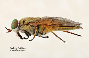 2009-08-21-Tabanus-nigrovittatus-f-flateral