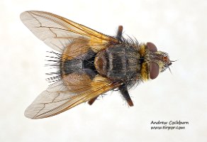 2009-07-26-Tachina-fera-dorsal