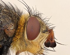 Tachinidae