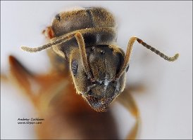 2010-08-13-Lasius-niger-f-face