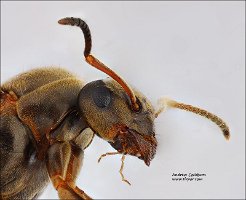 2010-08-14-Lasius niger-f-head