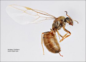 2010-08-Lasius niger-f